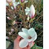 Magnolie, šácholan soulangeův (Magnolia x soulangeana)