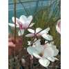 Magnolie, šácholan soulangeův (Magnolia x soulangeana)
