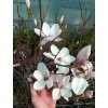 Magnolie, šácholan soulangeův (Magnolia x soulangeana)