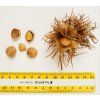 Líska turecká (Corylus colurna)