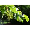 800px Corylus colurna JPG
