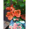 Kdoulovec japonský Cido (Chaenomeles japonica Cido) - 50 - 60 cm cm