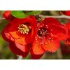 Kdoulovec japonský Cido (Chaenomeles japonica Cido)