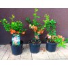 Kdoulovec japonský Cido (Chaenomeles japonica Cido) - 50 - 60 cm cm