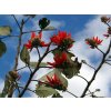 erythrina indica 266546 960 720