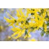 silver wattle 7442792 1280