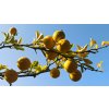 Citronečník trojlistý (Poncirus trifoliata) - 50 - 60 cm