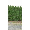 Akce! Túje smaragd 120-130 cm v květináčích 3 L, pouze osobní odběr