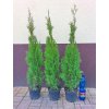 Akce! Túje smaragd 120-130 cm v květináčích 3 L, pouze osobní odběr