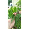 Kapok - vlnovec pětimužný (Ceiba pentandra) - 160 - 170 cm