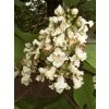 Catalpa ovata flowers