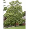 Catalpa ovata tree 1