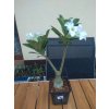 Pouštní růže (Adenium obesum) roubovaná - kaudex průměr 8 cm, vel 30 - 50 cm