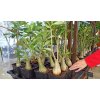 Pouštní růže (Adenium obesum) roubovaná - kaudex průměr 8 cm, vel 30 - 50 cm