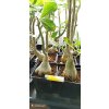 Pouštní růže (Adenium obesum) roubovaná - kaudex průměr 8 cm, vel 30 - 50 cm
