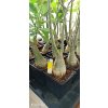 Pouštní růže (Adenium obesum) roubovaná - kaudex průměr 8 cm, vel 30 - 50 cm