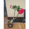 Pouštní růže (Adenium obesum) roubovaná - kaudex průměr 8 cm, vel 30 - 50 cm