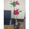 Pouštní růže (Adenium obesum) roubovaná - kaudex průměr 8 cm, vel 30 - 50 cm