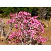 adenium multiflorum more 1800165 960 720