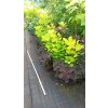 Ruj vlasatá Royal Purple a Golden spirit (Cotinus coggygria) - 60 - 80 cm