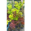 Ruj vlasatá Royal Purple a Golden spirit (Cotinus coggygria) - 60 - 80 cm