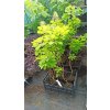 Ruj vlasatá Royal Purple a Golden spirit (Cotinus coggygria) - 60 - 80 cm