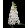 Motýlí keř, komule - 11 kultivarů (Buddleja davidii) - 40 - 80 cm