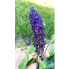 Motýlí keř, komule - 11 kultivarů (Buddleja davidii) - 40 - 80 cm