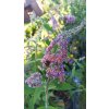 Motýlí keř, komule - 11 kultivarů (Buddleja davidii) - 40 - 80 cm