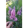 Motýlí keř, komule - 11 kultivarů (Buddleja davidii) - 40 - 80 cm