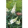 Motýlí keř, komule - 11 kultivarů (Buddleja davidii) - 40 - 80 cm