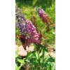Motýlí keř, komule - 11 kultivarů (Buddleja davidii) - 40 - 80 cm