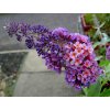 Buddleja 'Flowerpower'