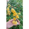Motýlí keř, komule - 11 kultivarů (Buddleja davidii) - 40 - 80 cm