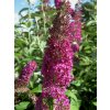 Buddleja 'Summer Beauty'