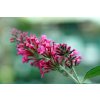 Buddleja davidii Pink Delight 0zz