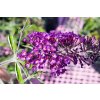 1024px Buddleja davidii Royal Red 1zz