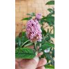 Motýlí keř, komule - 11 kultivarů (Buddleja davidii) - 40 - 80 cm