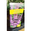 Motýlí keř, komule - 11 kultivarů (Buddleja davidii) - 40 - 80 cm