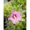 Ibišek syrský (Hibiscus syriacus) - 60 - 70 cm
