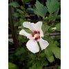 Ibišek syrský (Hibiscus syriacus) - 60 - 70 cm
