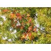 Pin oak in autumn
