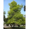 Quercus palustris 1 (nautical2k)