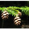 Tsuga canadensis cones USDA