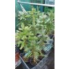 Smrk pichlavý Glauca Kaibab (Picea pungens Kaibab) - 50 - 70 cm