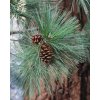 Ponderosa Pine Pinus ponderosa needles cones
