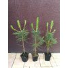 Borovice těžká (Pinus ponderosa) - 40 - 60 cm