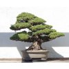 749px Japanese White Pine bonsai 81, October 10, 2008