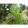 Pinus uncinata (15265289247)
