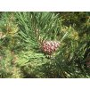 Pinus uncinata cone